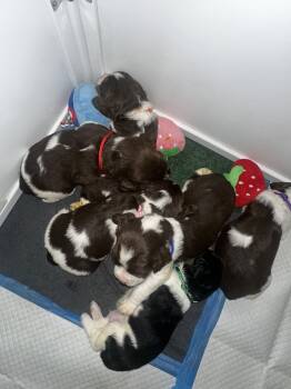 Blue  -  English Springer Spaniel Dog for Sale in Hampstead, North Carolina - Blue  | PetCurious