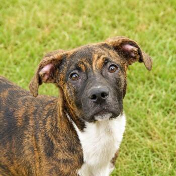 Stouffer -  Mixed Breed Dog for Adoption in Pine Bluff, Arkansas - Stouffer | PetCurious