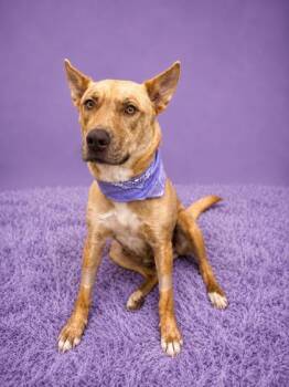 Rue -  Shepherd and Mixed Breed Dog for Adoption in Seagoville, Texas - Rue | PetCurious
