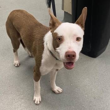 Wallace -  Pit Bull Terrier and Mixed Breed Dog for Adoption in Westminster, California - Wallace | PetCurious