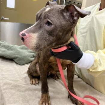 Carolina -  Mixed Breed Dog for Adoption in Winston-salem, North Carolina - Carolina | PetCurious