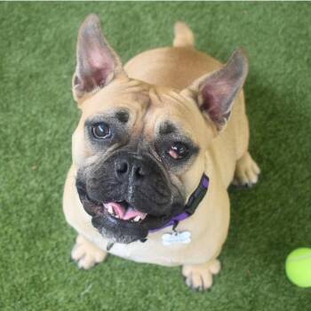 Ellie -  French Bulldog Dog for Adoption in St. Petersburg, Florida - Ellie | PetCurious