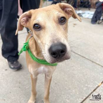 Rescue Labrador Retriever and Shepherd Dogs for Adoption in Washington, District Of Columbia - Marcus | PetCurious