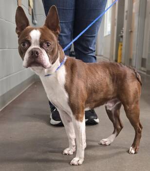 Boston Terrier Dogs Available for Adoption - 26-134 | PetCurious