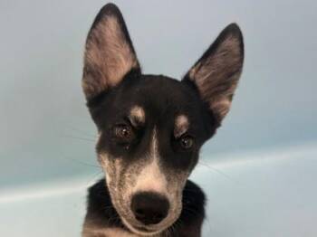 Bailey -  Australian Kelpie and Mixed Breed Dog for Adoption in Woodbury, Minnesota - Bailey | PetCurious