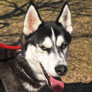 Husky Dogs Available for Adoption - River- #50537 | PetCurious