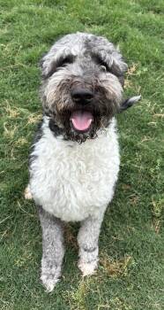 Labradoodle Dogs Available for Adoption in Boston, Massachusetts - Oscar | PetCurious