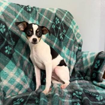 Jupiter -  Parson Russell Terrier Dog for Adoption in Sequatchie, Tennessee - Jupiter | PetCurious