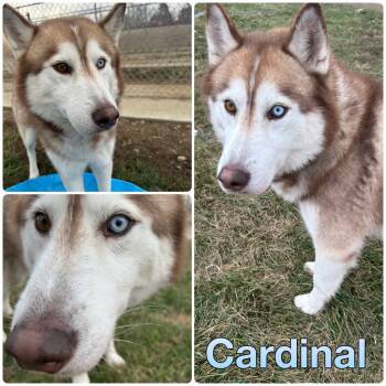 Rescue Husky Dogs for Adoption in Pierceton, Indiana - Cardinal | PetCurious