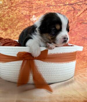 Jack -  Australian Shepherd Dog for Adoption in Newport, Maine - Jack | PetCurious