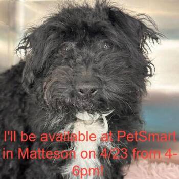 Poodle Dogs Available for Adoption in Matteson, Illinois - Simon | PetCurious