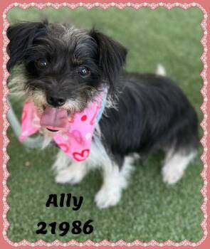 ALLY see also ANDI -  Terrier Dog for Adoption in Marietta, Georgia - ALLY See Also ANDI | PetCurious