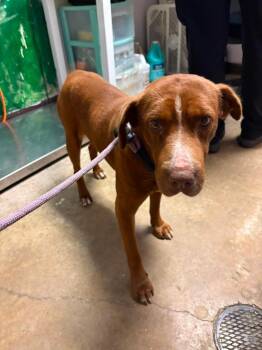 Brewer -  Labrador Retriever and American Staffordshire Terrier Dog Available for Adoption in New Braunfels, Texas - Brewer | PetCurious