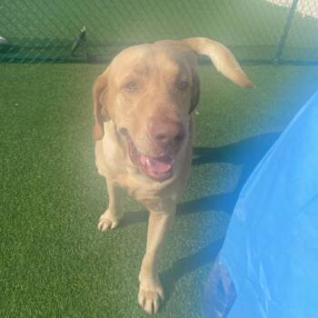 Rocket 9729 -  Labrador Retriever Dog for Adoption in Loxahatchee Groves, Florida - Rocket 9729 | PetCurious