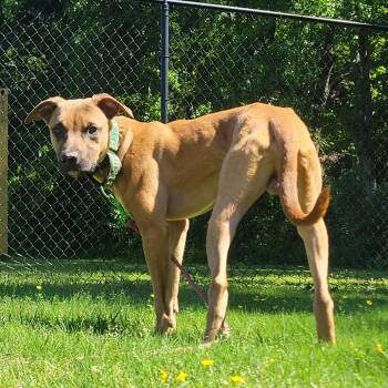 Black Mouth Cur and Mixed Breed Dogs Available for Adoption in Cabot, Arkansas - Oogie Boogie | PetCurious
