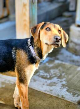 Rescue Coonhound and German Shepherd Dog Dogs for Adoption in Chicago, Illinois - Shelby(REDUCED FEE!) | PetCurious