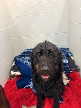 WALL-E -  Labrador Retriever and Poodle Dog for Adoption in Huntington, Indiana - WALL-E | PetCurious