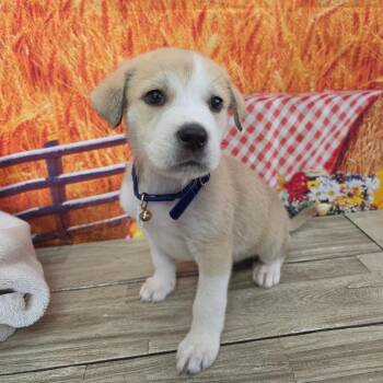 Chandler -  Great Pyrenees and Australian Shepherd Dog for Adoption in Normal, Illinois - Chandler | PetCurious