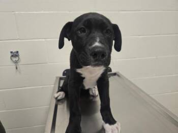 Labrador Retriever and Mixed Breed Dogs Available for Adoption in Auburn, California - FERDINAND | PetCurious