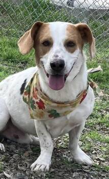 Basset Hound and Mixed Breed Dogs Available for Adoption in San Antonio, Texas - Jackson | PetCurious
