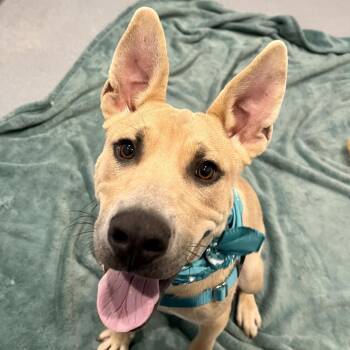 Scooby Snack -  Mixed Breed Dog for Adoption in Canal Winchester, Ohio - Scooby Snack | PetCurious