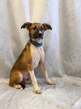 Shepherd Dogs Available for Adoption in Lebanon, Tennessee - Roy | PetCurious