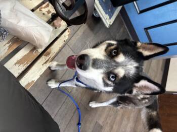 Siberian Husky Dogs Available for Adoption in Haslet, Texas - Keisha | PetCurious