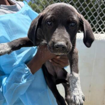 Starter 0525 -  Great Pyrenees and Great Dane Dog for Adoption in Loxahatchee Groves, Florida - Starter 0525 | PetCurious
