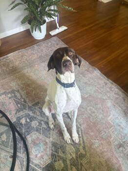 Bones -  German Shorthaired Pointer Dog for Adoption in Fayetteville, Arkansas - Bones | PetCurious
