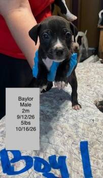 Baylor -  American Staffordshire Terrier Dog for Adoption in Welling, Oklahoma - Baylor | PetCurious