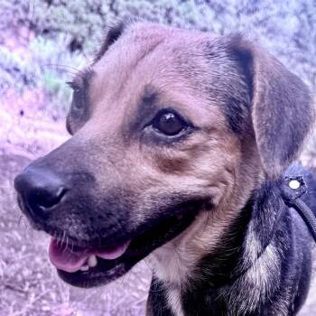 Desi -  Shepherd and Mixed Breed Dog for Adoption in Bend, Oregon - Desi | PetCurious