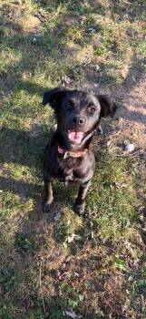 Winnie -  Mixed Breed Dog for Adoption in Lexington, Kentucky - Winnie | PetCurious