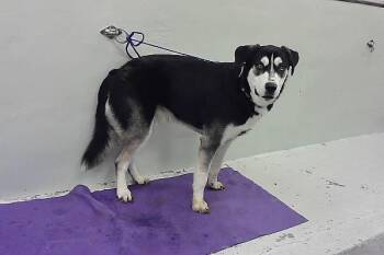 Rescue Siberian Husky and Mixed Breed Dogs for Adoption in Houston, Texas - IVAN | PetCurious