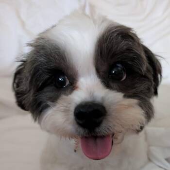 Emma -  Shih Tzu Dog for Adoption in Toronto, Ontario - Emma | PetCurious