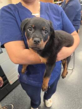 Coco -  Rottweiler and Mixed Breed Dog for Adoption in Roseville, California - Coco | PetCurious