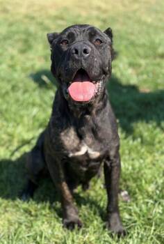 Delta -  Cane Corso Dog for Adoption in Lafayette, California - Delta | PetCurious