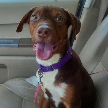 Luke -  Mixed Breed Dog for Adoption in Olathe, Kansas - Luke | PetCurious