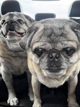 Biggie and Smalls (Bonded Pair) -  Pug Dog for Adoption in West Hollywood, California - Biggie And Smalls (Bonded Pair) | PetCurious