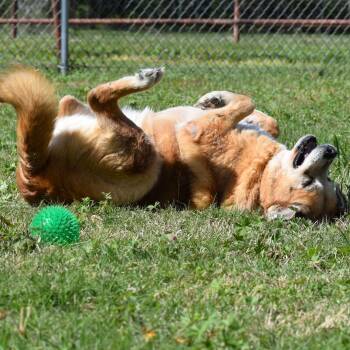 Ellie -  Mixed Breed Dog for Adoption in Wharton, Texas - Ellie | PetCurious