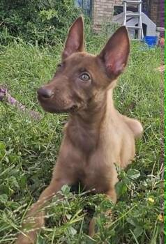 Hendrix -  Belgian Shepherd Malinois and Dutch Shepherd Dog for Adoption in Heiskell, Tennessee - Hendrix | PetCurious