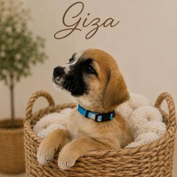 Giza -  Anatolian Shepherd and Mixed Breed Dog for Adoption in Phoenix, Arizona - Giza | PetCurious
