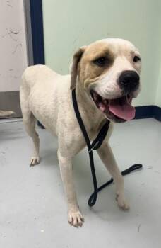 Beat -  Mixed Breed Dog for Adoption in Savannah, Georgia - Beat | PetCurious