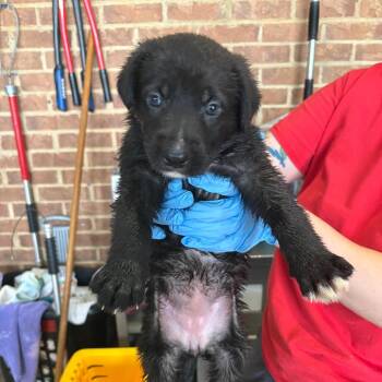 Shepherd Dogs Available for Adoption in Birmingham, Alabama - Jan | PetCurious