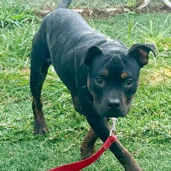 Shorty -  Mixed Breed Dog for Adoption in Bennettsville, South Carolina - Shorty | PetCurious
