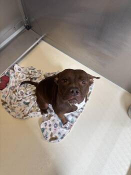 Staffordshire Bull Terrier Dogs Available for Adoption in Kalamazoo, Michigan - Thena Gizmo | PetCurious