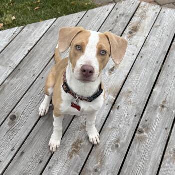 Rescue Hound Dogs for Adoption in Shakopee, Minnesota - Duke | PetCurious
