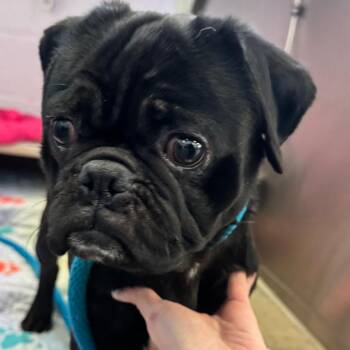 Pug Dogs Available for Adoption - YORK-Stray-14890 | PetCurious