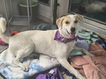 Labrador Retriever and Australian Shepherd Dogs Available for Adoption in Lafayette, Colorado - Sophie | PetCurious