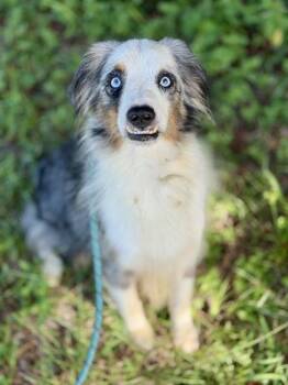 ENZO -  Australian Shepherd and Mixed Breed Dog for Adoption in Fort Walton Beach, Florida - ENZO | PetCurious