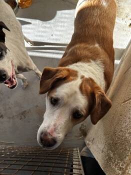 Rescue Mixed Breed Dogs for Adoption in Leander, Texas - Biscuit* | PetCurious